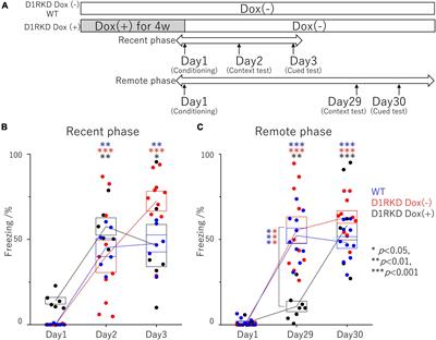 D1 Receptor Mediated Dopaminergic Neurotransmission Facilitates Remote Memory of Contextual Fear Conditioning